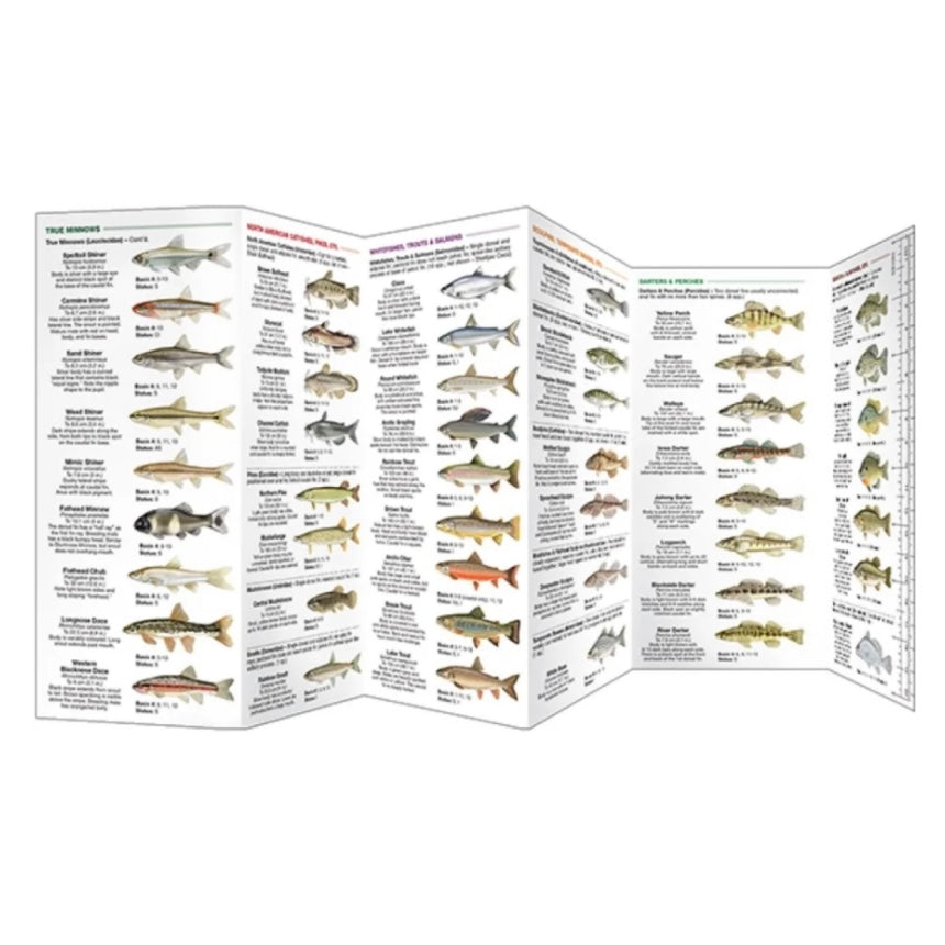 Manitoba Fishes (Pocket Naturalist® Guide)