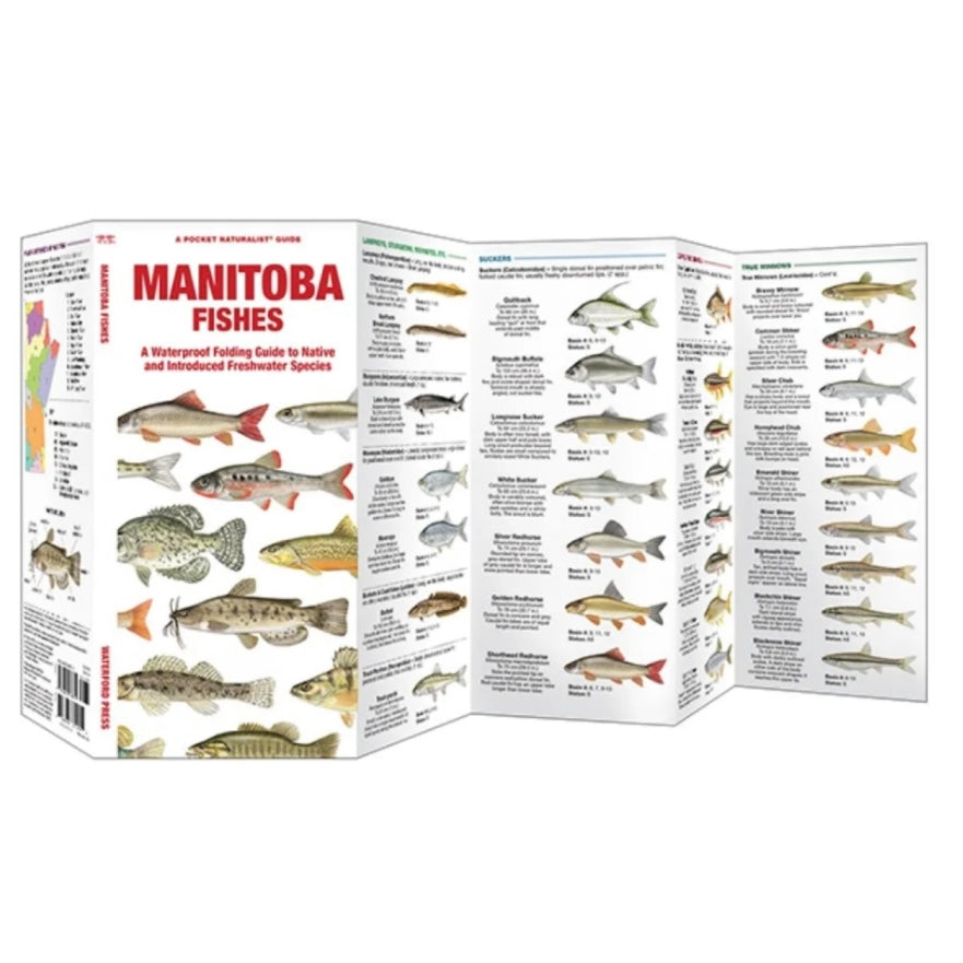 Manitoba Fishes (Pocket Naturalist® Guide)