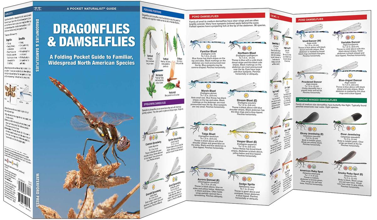 Dragonflies & Damselflies (Pocket Naturalist® Guide)