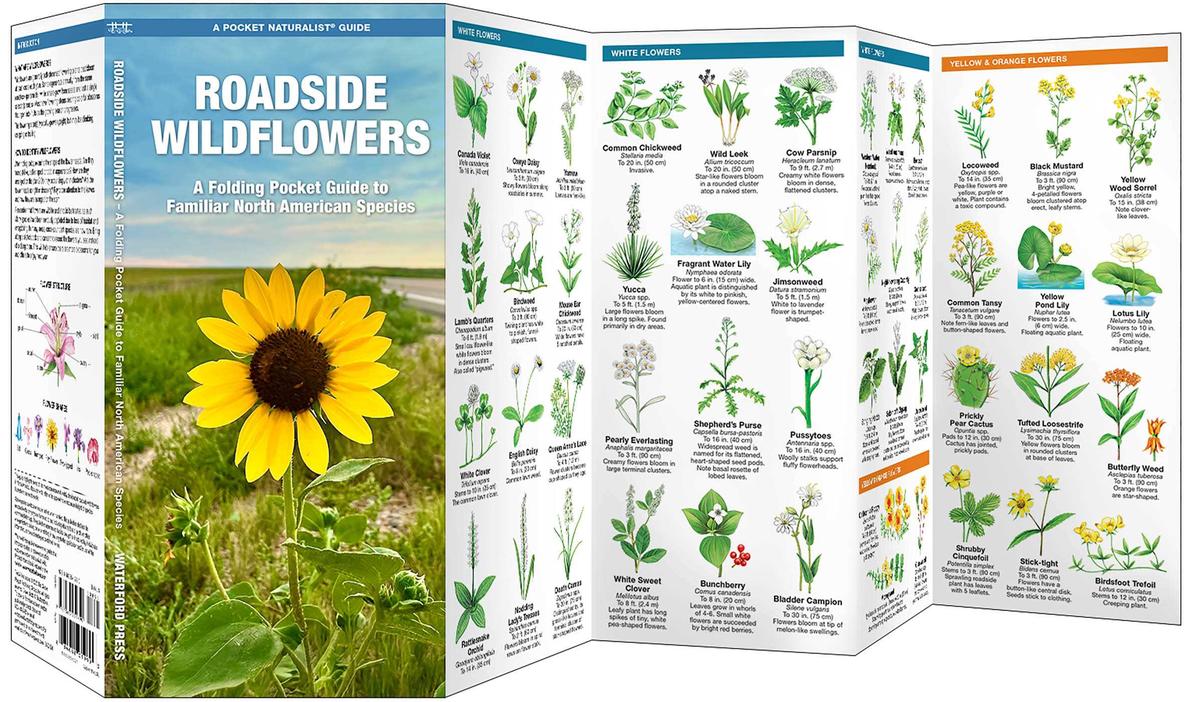 Roadside Wildflowers (Pocket Naturalist® Guide)