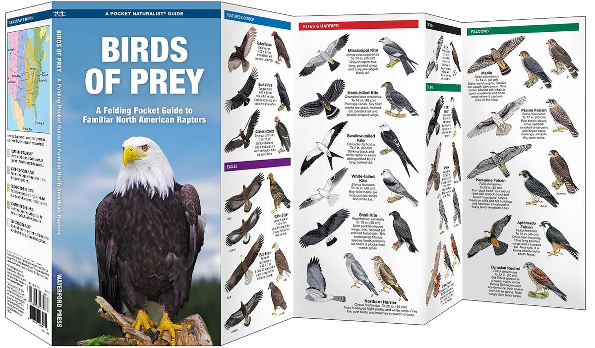 Birds of Prey (Pocket Naturalist® Guide)