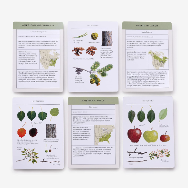 Sibley Tree Identification Flashcards