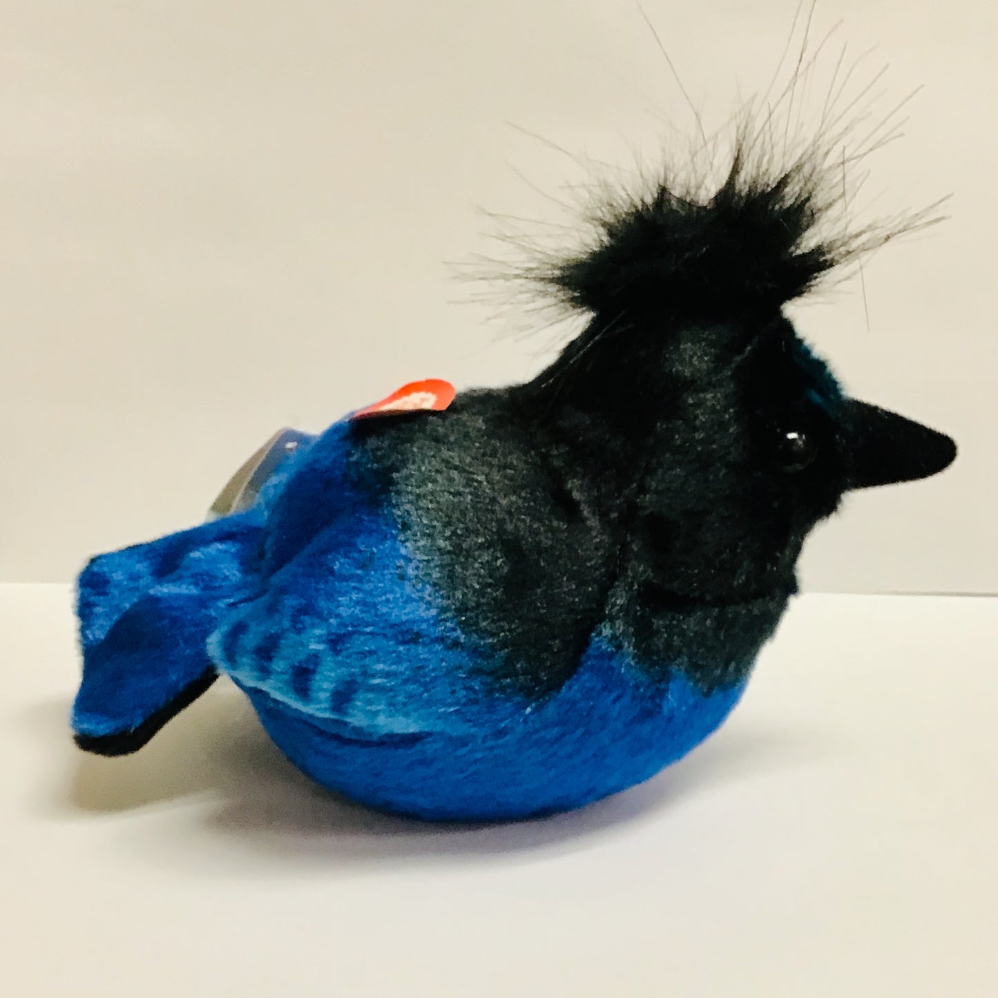 Audubon - Steller's Jay