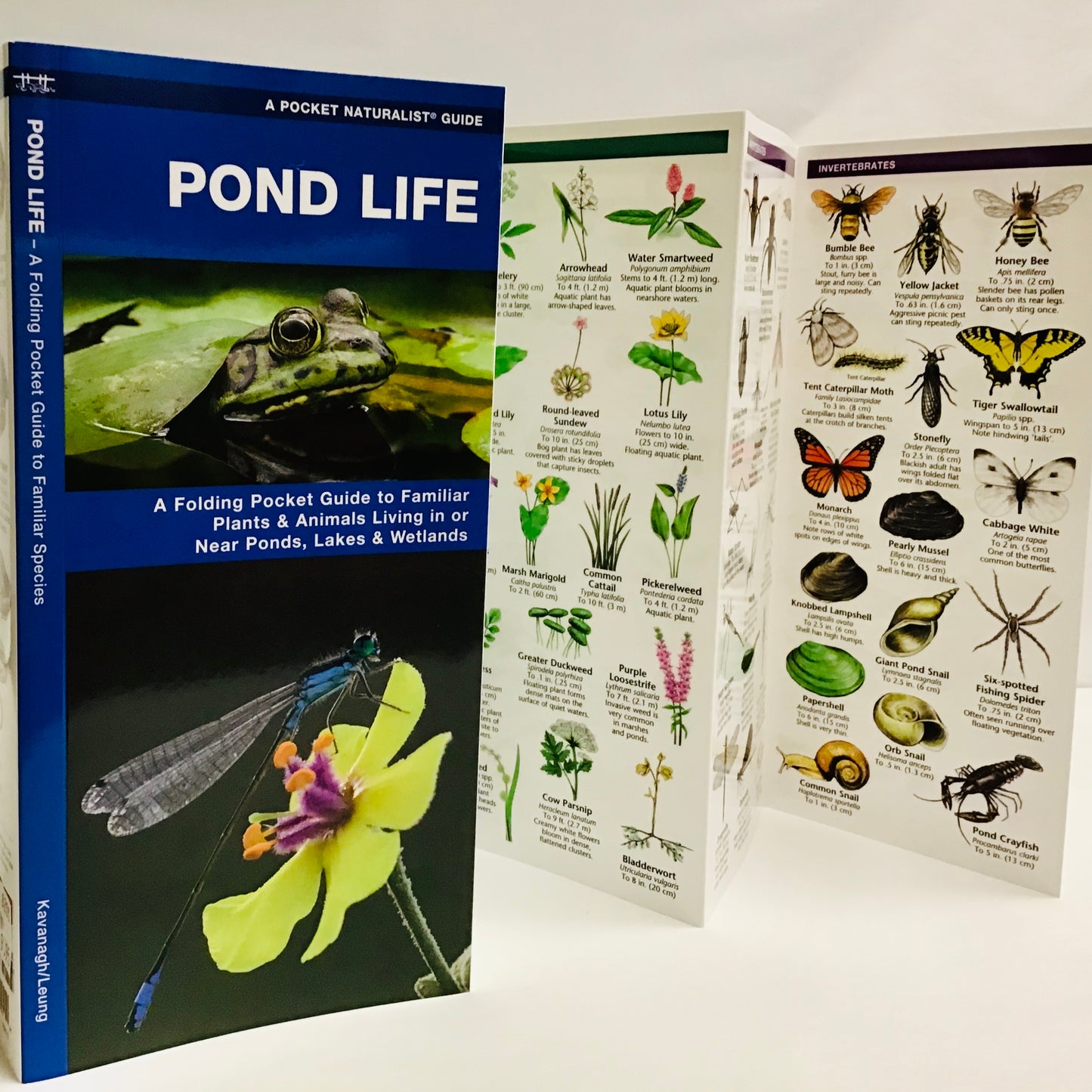 Pond Life (Pocket Naturalist® Guide)