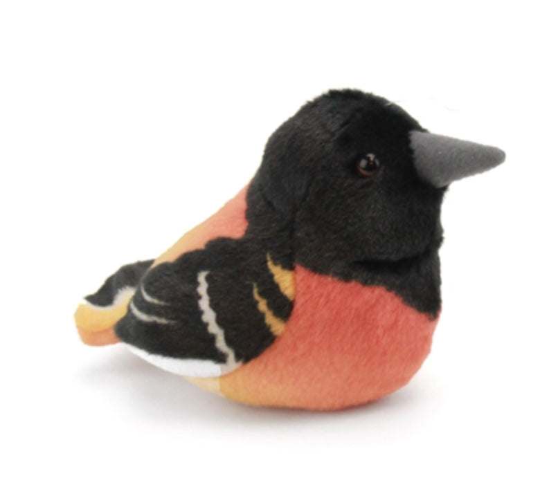 Audubon - Baltimore Oriole