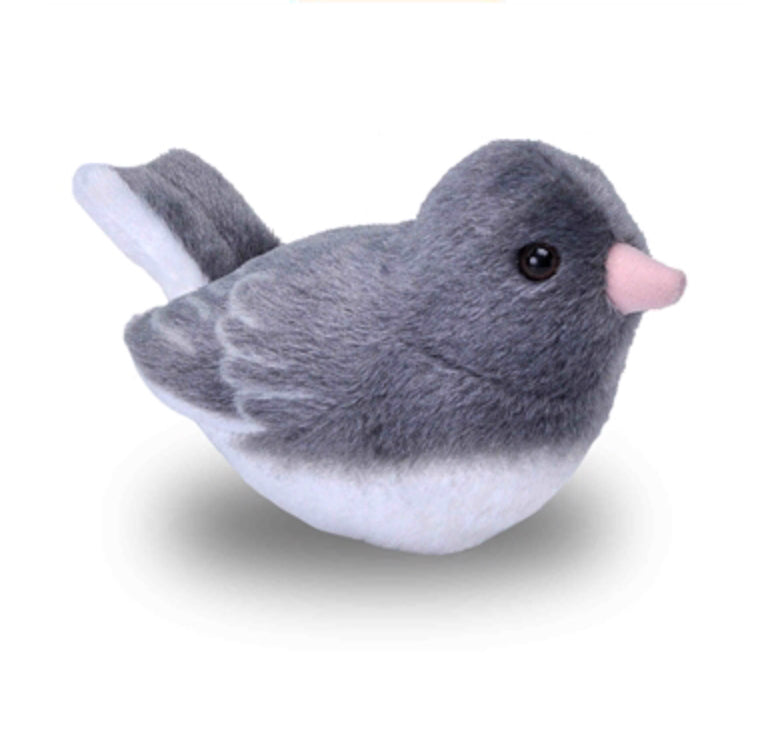 Audubon - Dark-eyed Junco