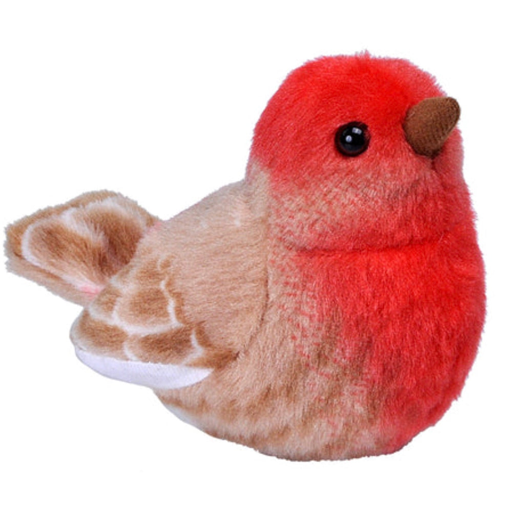 Audubon - House Finch