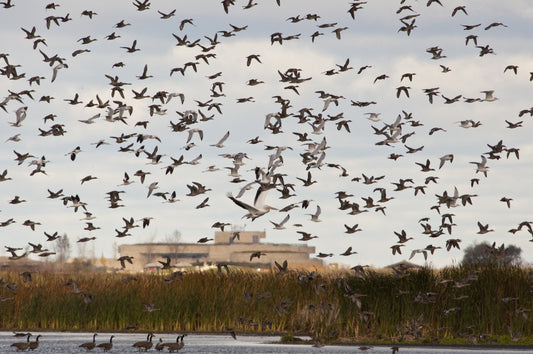 Migration Dinners