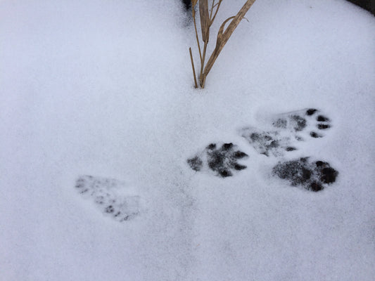 Tracks and Scat Snowshoe Walk