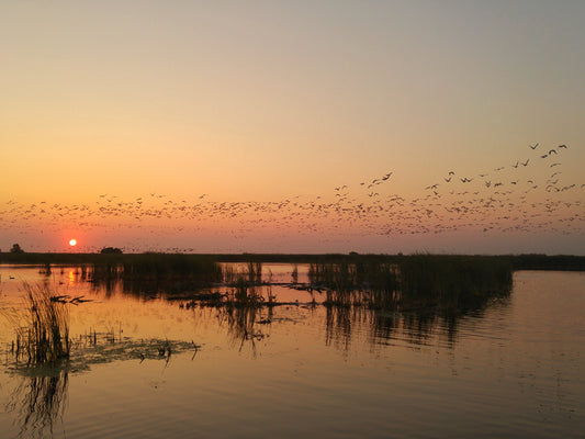 Goose Flight and Breakfast