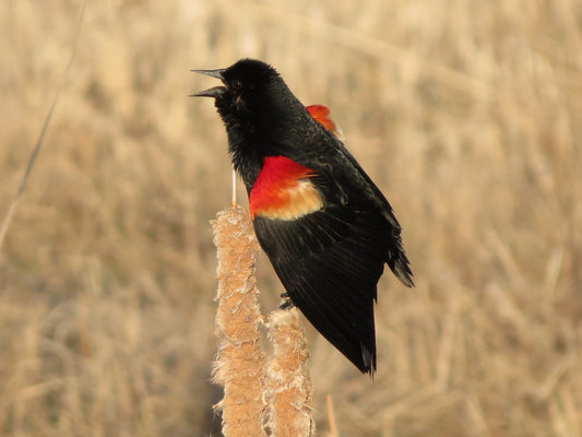 Virtual Birding Hour