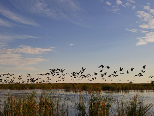 Morning Birding Walk