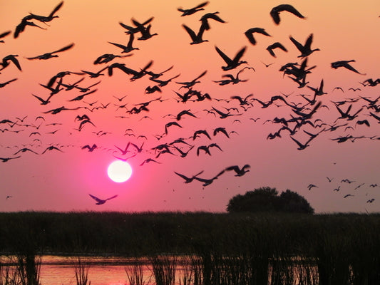 Goose Flight and Breakfast