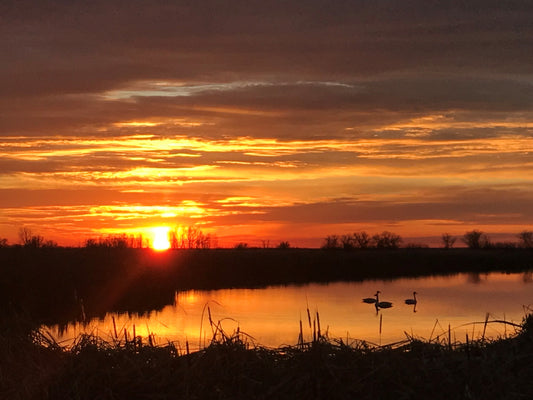 Sunset Birding Walk