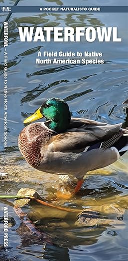 Waterfowl (Pocket Naturalist® Guide)
