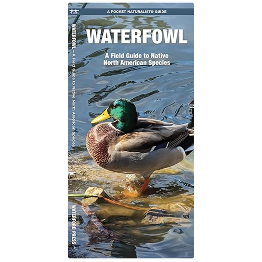 Waterfowl (Pocket Naturalist® Guide)