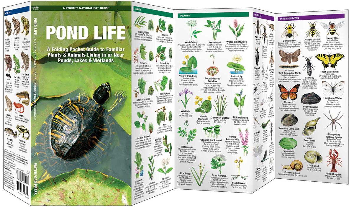Pond Life (Pocket Naturalist® Guide)