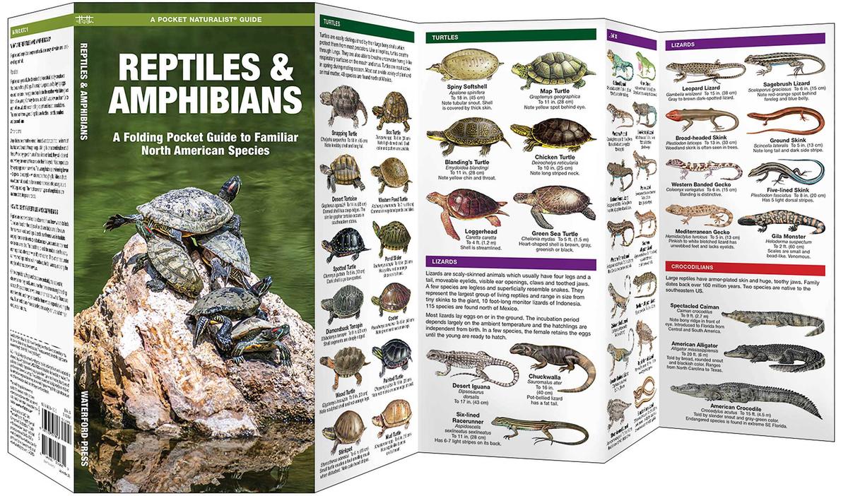 Reptiles and Amphibians (Pocket Naturalist® Guide)