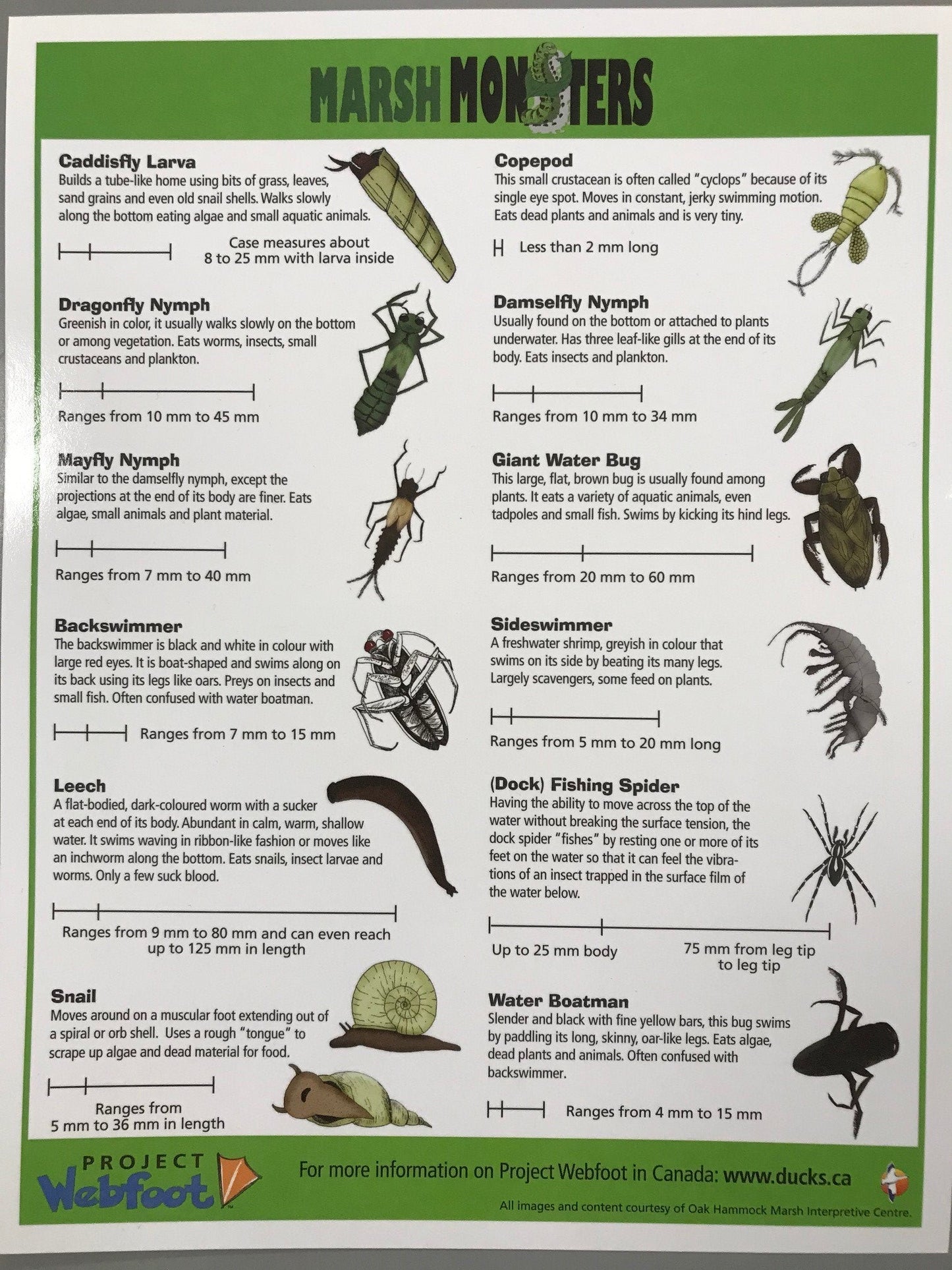 Marsh Monsters I.D Sheet French