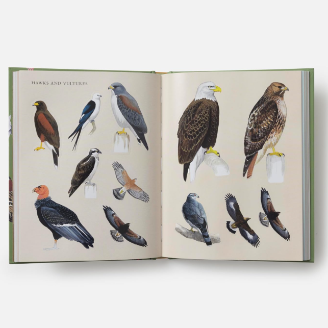 Sibley Birding Sticker Book