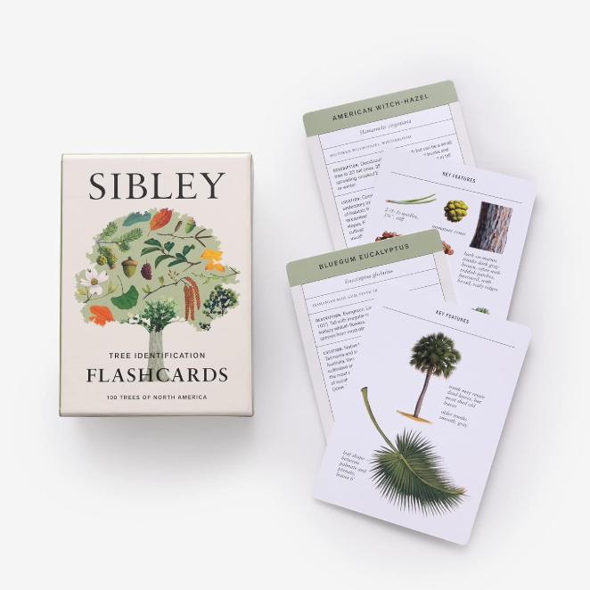 Sibley Tree Identification Flashcards