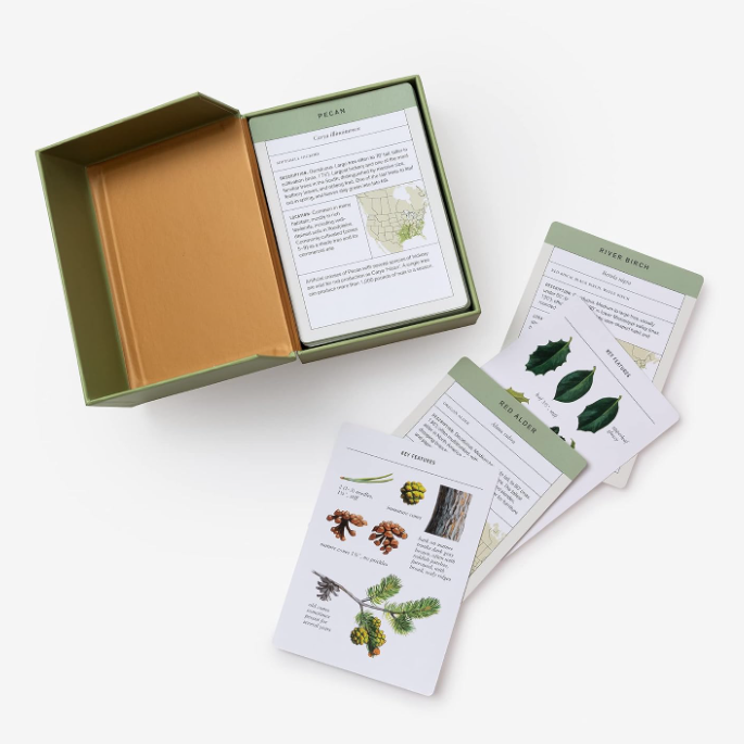 Sibley Tree Identification Flashcards
