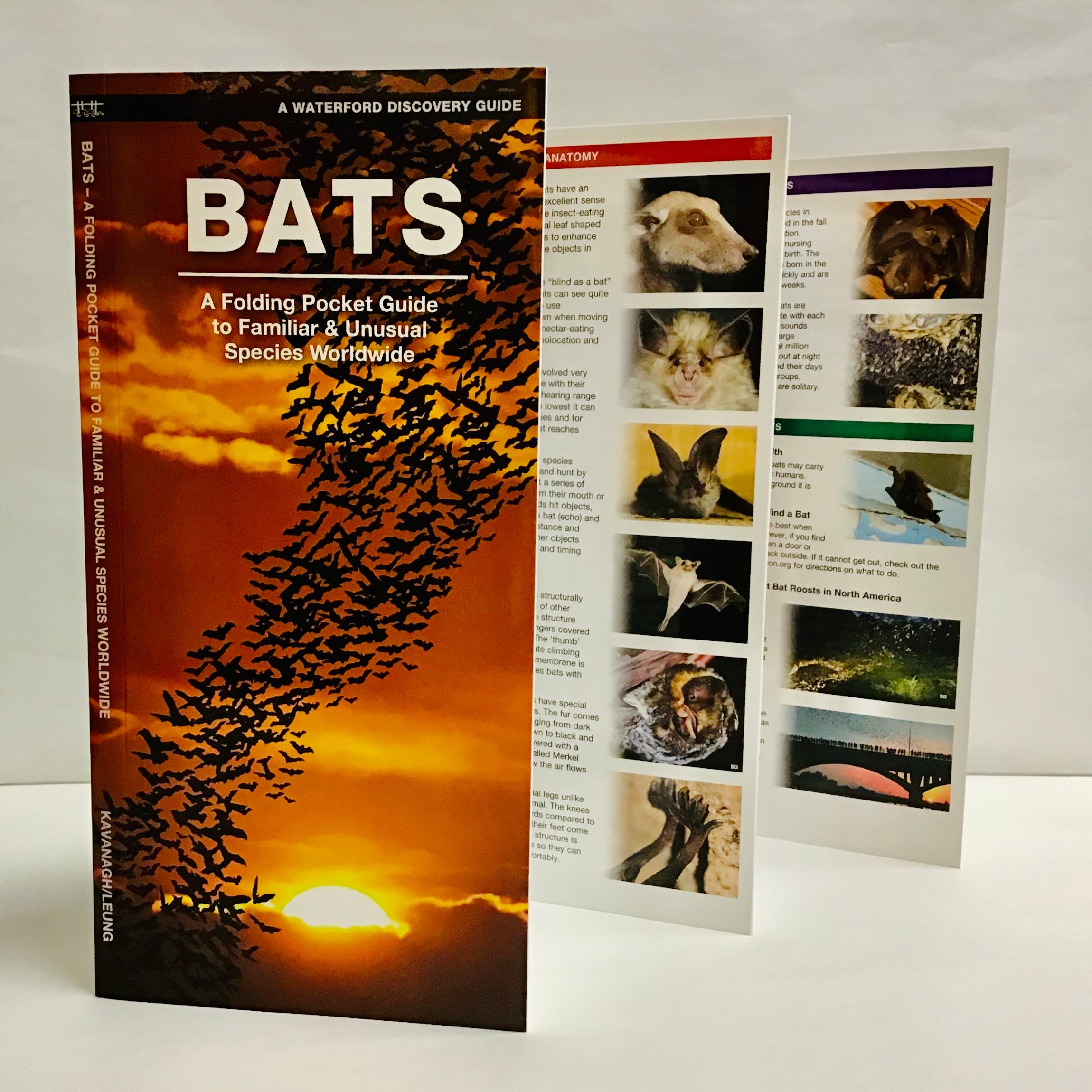 Bat Edge Guide Bats (Pocket Naturalist® Guide) – Oak Hammock Marsh