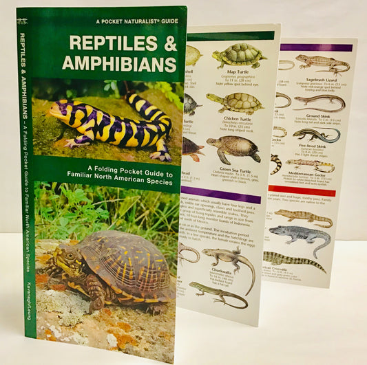 Reptiles and Amphibians (Pocket Naturalist® Guide)