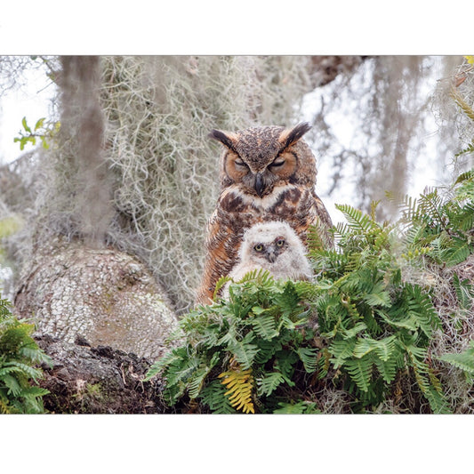 Cobble Hill 1000 pc. Puzzles - Great Horned Owl