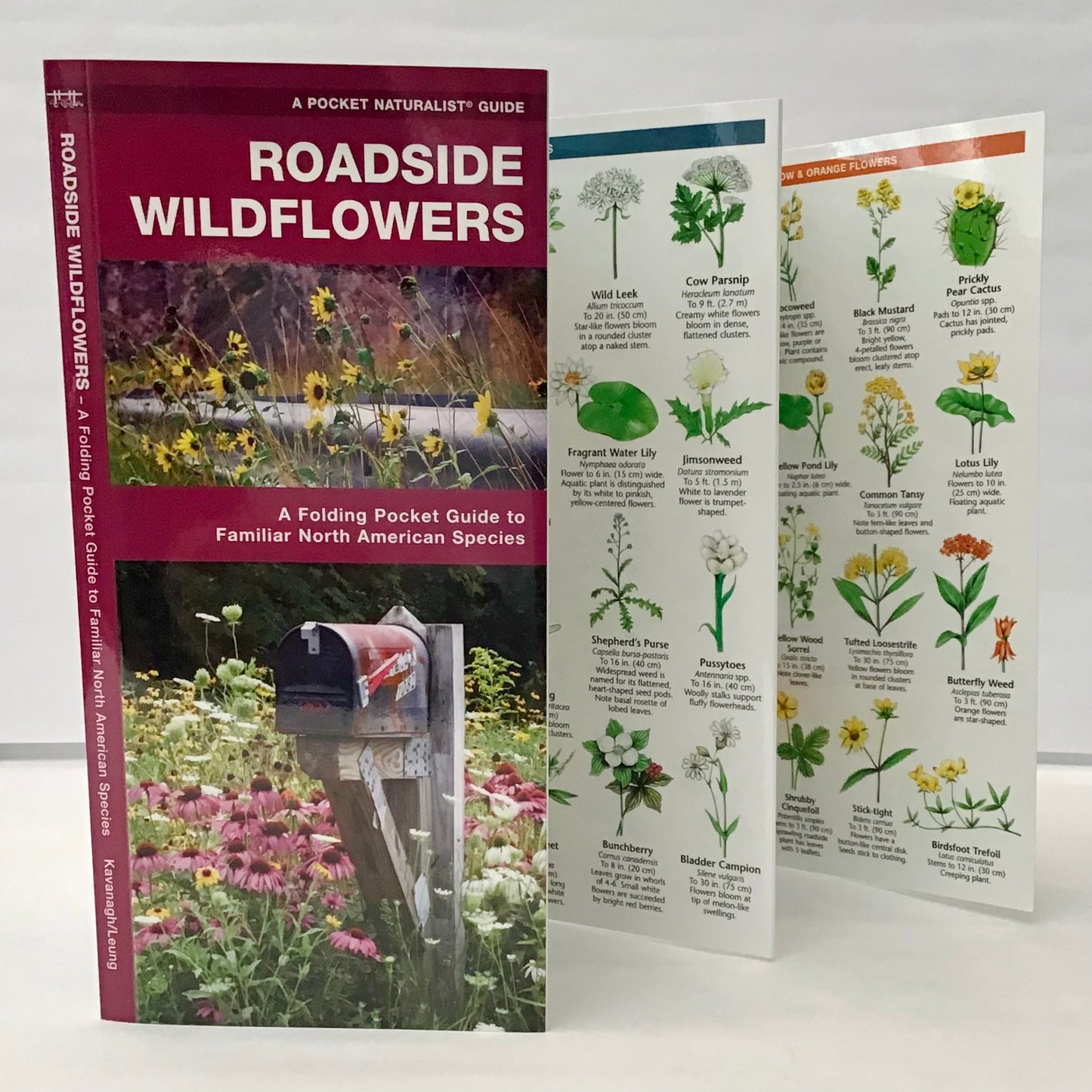 Roadside Wildflowers (Pocket Naturalist® Guide)