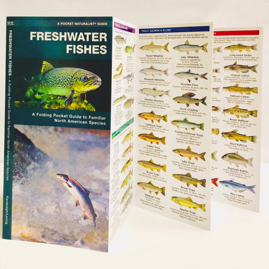 Freshwater Fishes (Pocket Naturalist® Guide)