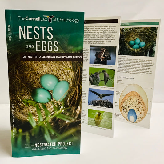 Nest and Eggs (Pocket Naturalist® Guide)