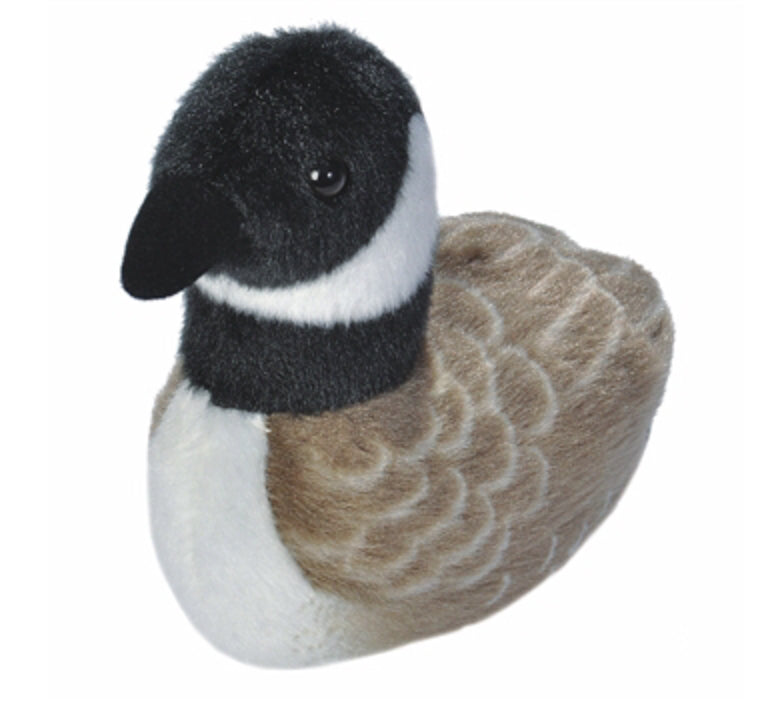 Audubon - Canada Goose