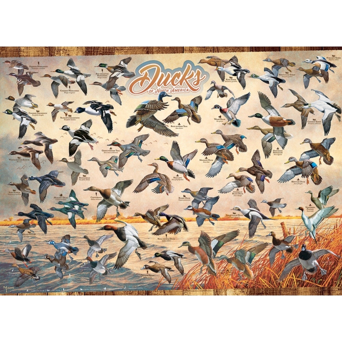 Cobble Hill 1000 pc. Puzzles - Ducks of North America